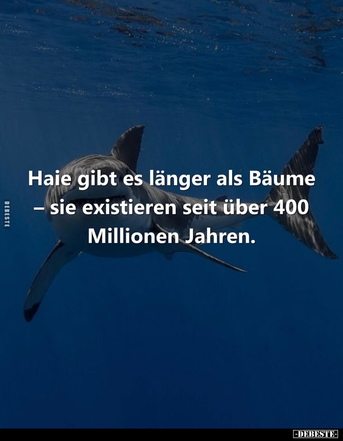 Haie gibt es länger als Bäume - sie existieren seit über 400 Millionen Jahren.