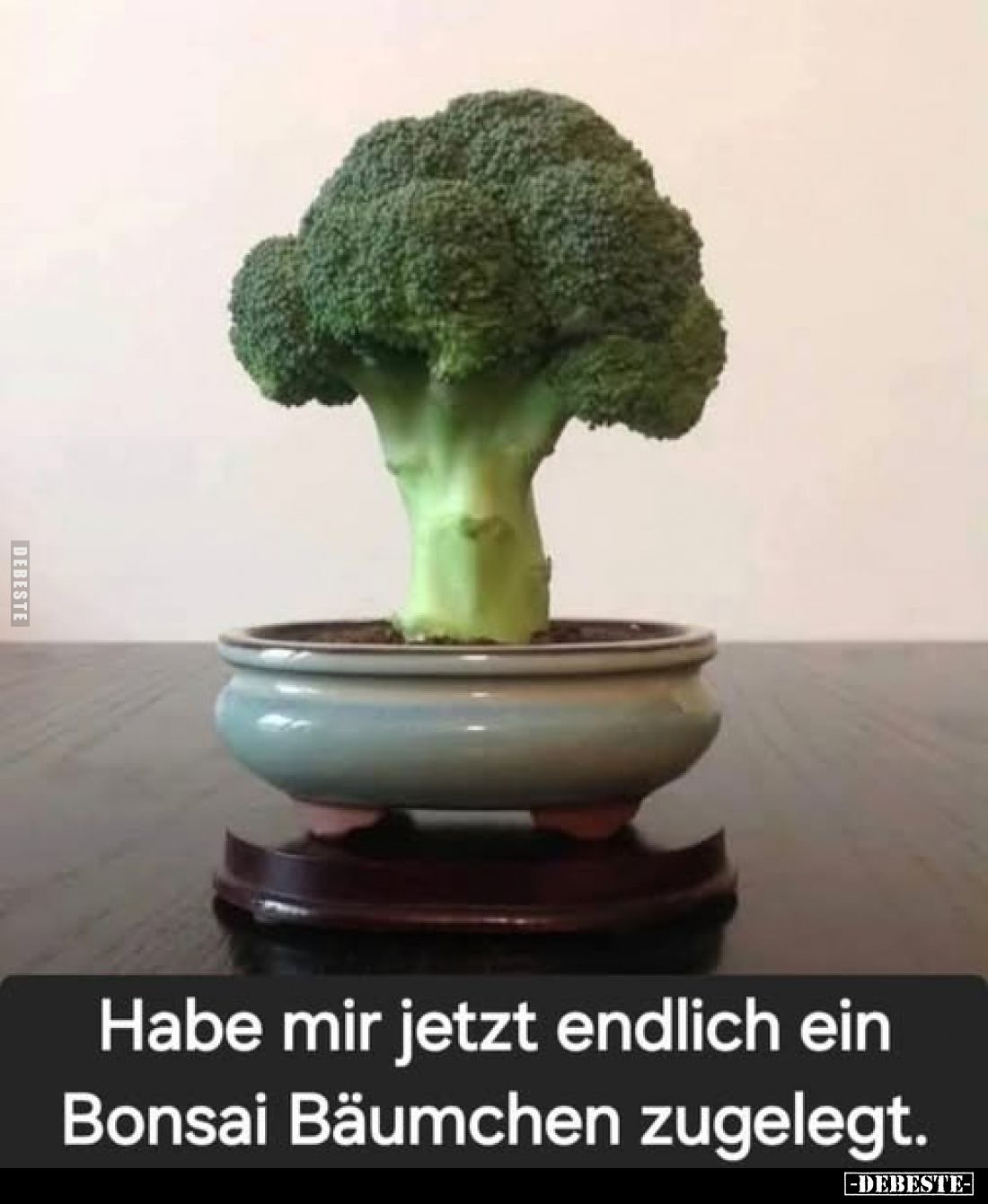 Habe mir jetzt endlich ein Bonsai Bäumchen zugelegt.