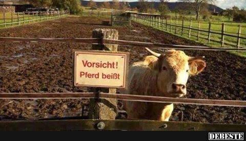 Vorsicht! Pferd beißt - Lustige Bilder | DEBESTE.de