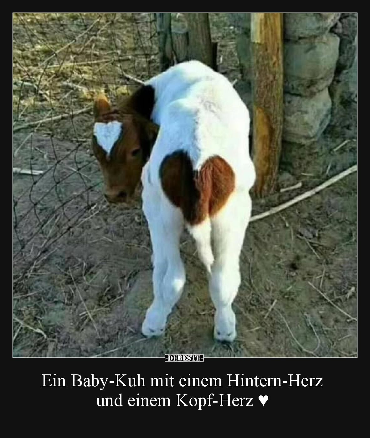 Ein Baby-Kuh mit einem Hintern-Herz und einem Kopf-Herz.