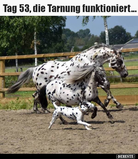 Tag 53, die Tarnung funktioniert...