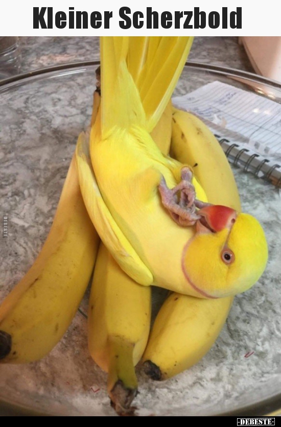 Kleiner Scherzbold..
