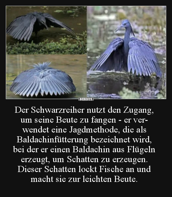 Der Schwarzreiher nutzt den Zugang, um seine Beute zu.. - Lustige Bilder | DEBESTE.de
