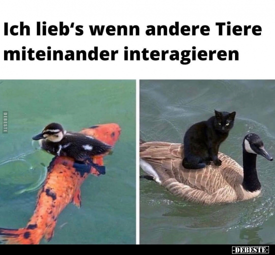 Tiere, Tier