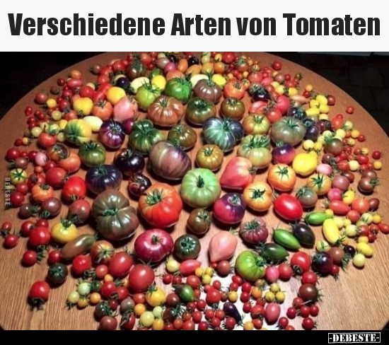 Verschiedene Arten von Tomaten.. - Lustige Bilder | DEBESTE.de