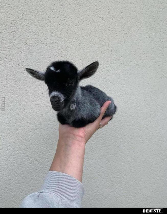  - Lustige Bilder | DEBESTE.de