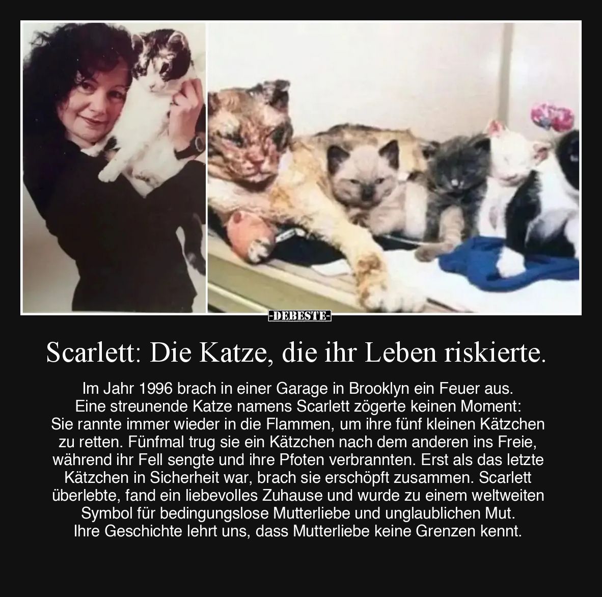 Scarlett: Die Katze, die ihr Leben riskierte.

Im Jahr 1996 brach in einer Garage in Brooklyn ein Feuer aus. Eine streunend...