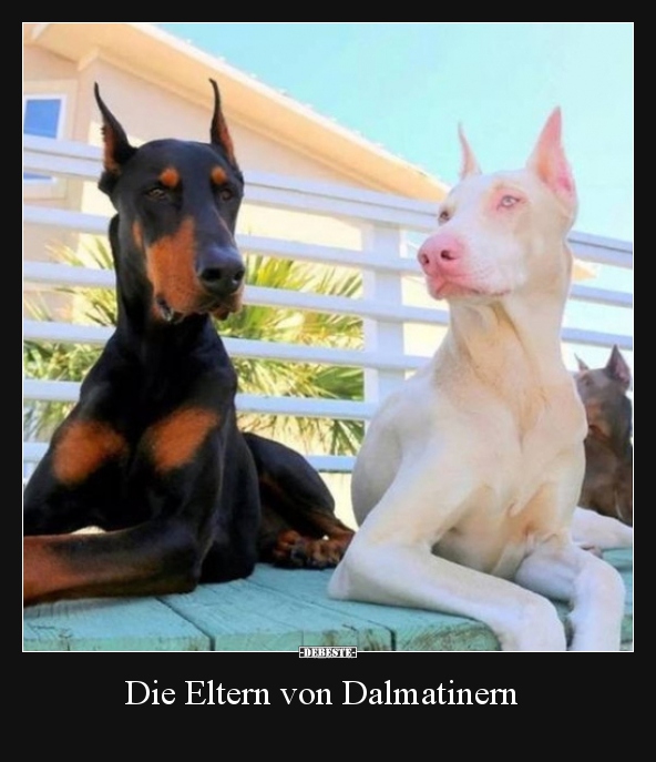 Die Eltern von Dalmatinern.. - Lustige Bilder | DEBESTE.de