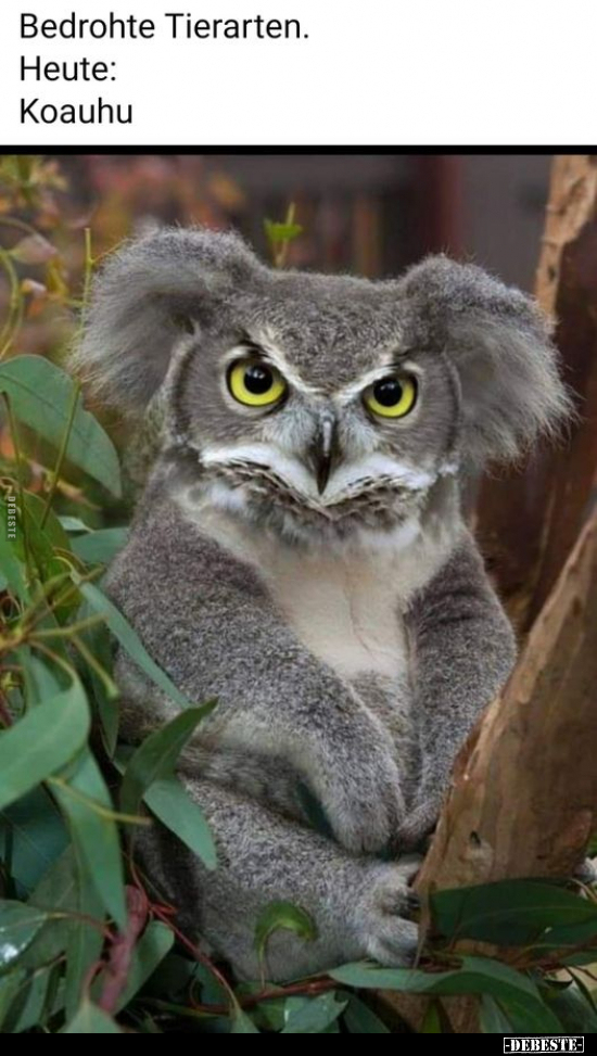 Bedrohte Tierarten. Heute: Koauhu