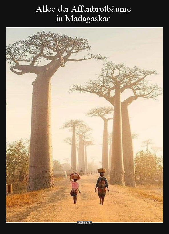 Allee der Affenbrotbäume in Madagaskar..