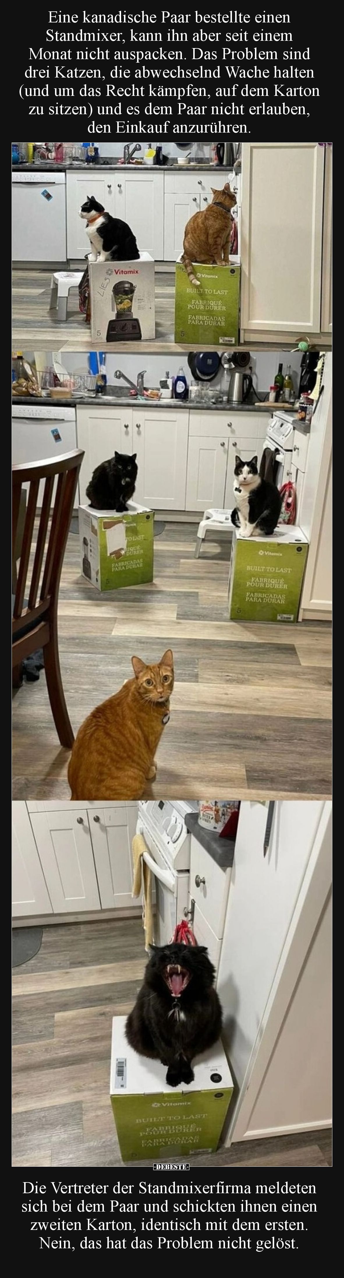 Eine kanadische Paar bestellte einen Standmixer, kann ihn aber seit einem Monat nicht auspacken.
Das Problem sind drei Katze...