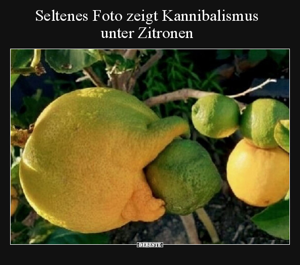 Seltenes Foto zeigt Kannibalismus unter Zitronen.. - Lustige Bilder | DEBESTE.de