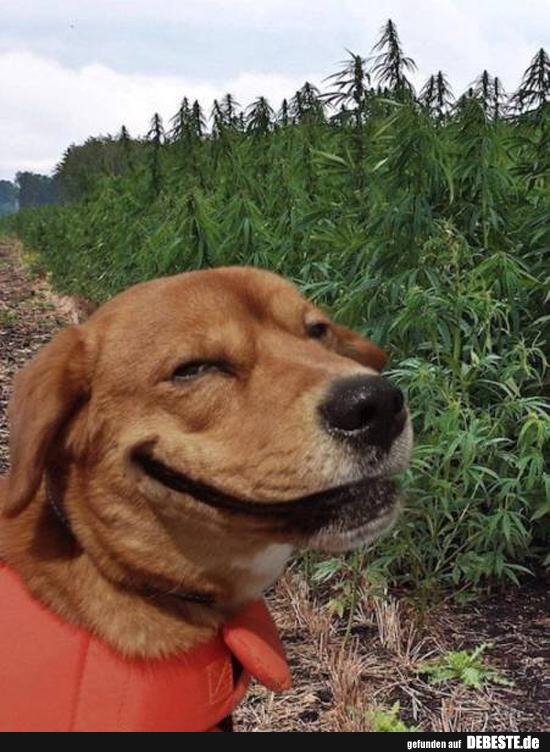 marihuana lustig, joint lustige bilder, hunde