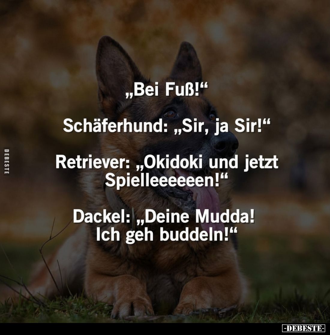 „Bei Fuß!"
Schäferhund: „Sir, ja Sir!"
Retriever: „Okidoki und jetzt Spielleeeeeen!“
Dackel: „Deine Mudda! Ich g...