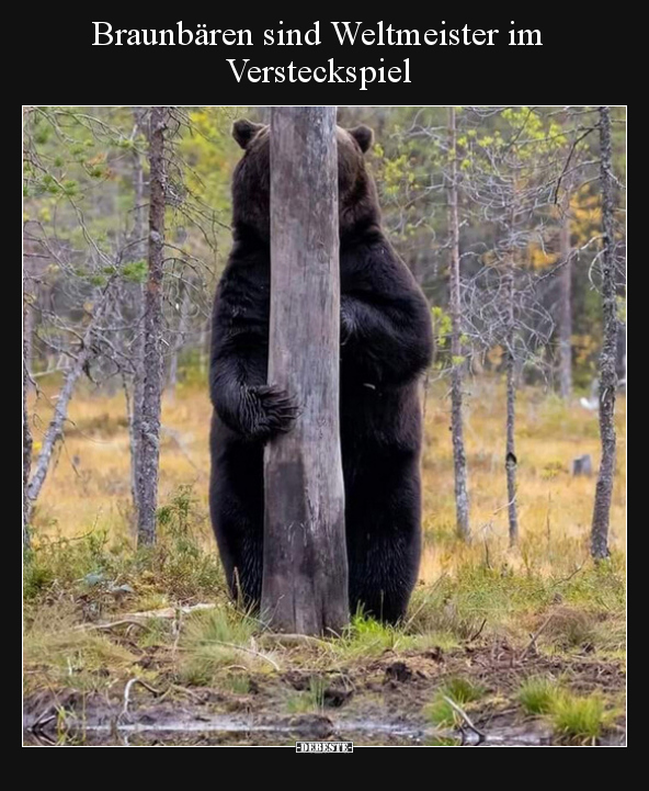 Braunbären sind Weltmeister im Versteckspiel.. - Lustige Bilder | DEBESTE.de