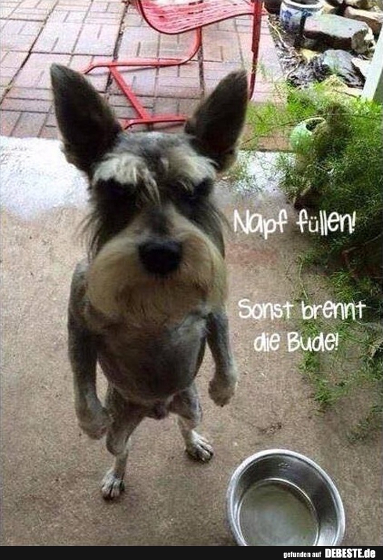 Napf füllen! Sonst brennt die Bude!