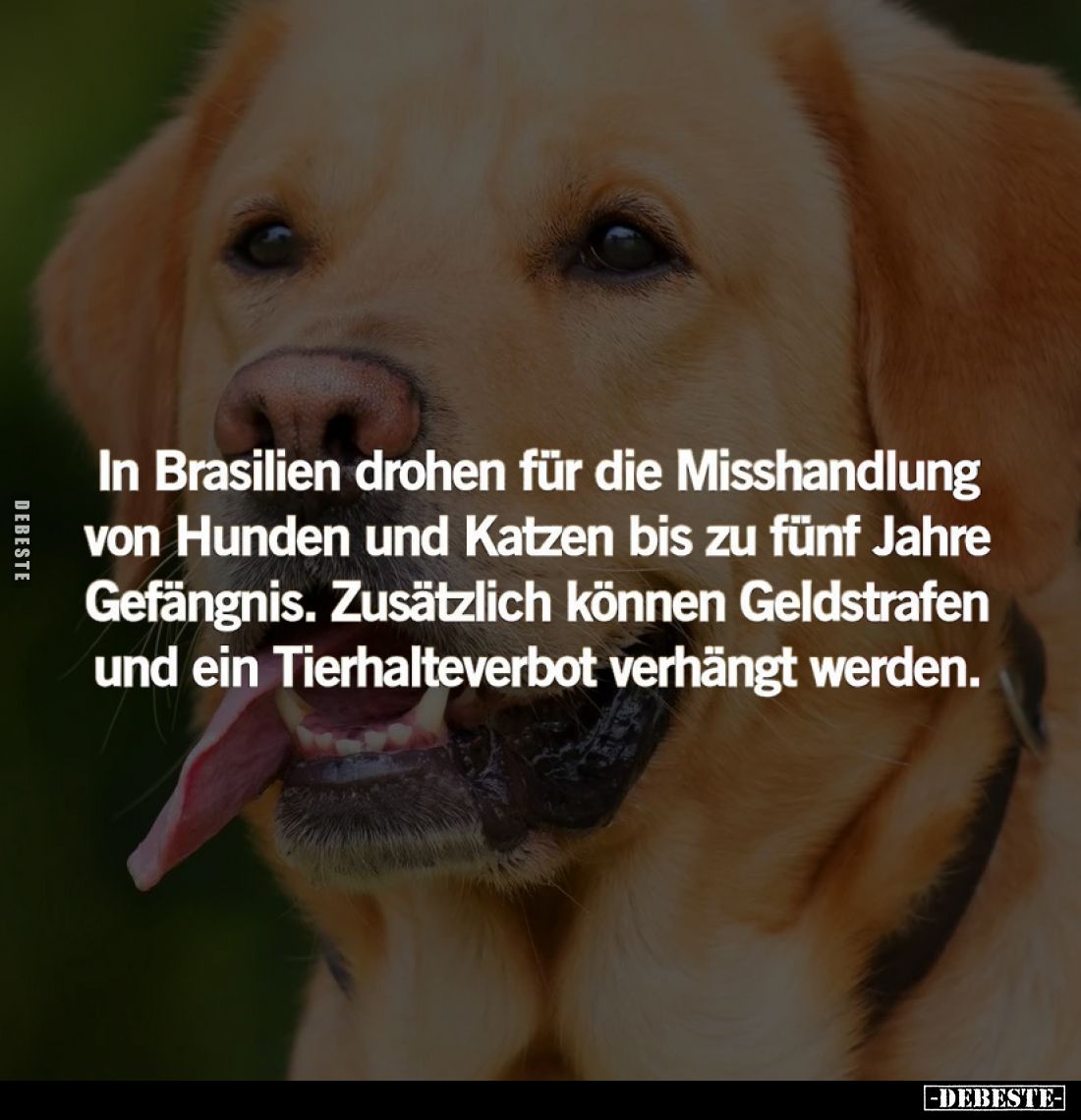 In Brasilien drohen für die Misshandlung von Hunden und Katzen bis zu fünf Jahre Gefängnis. Zusätzlich können Geldstrafen und...