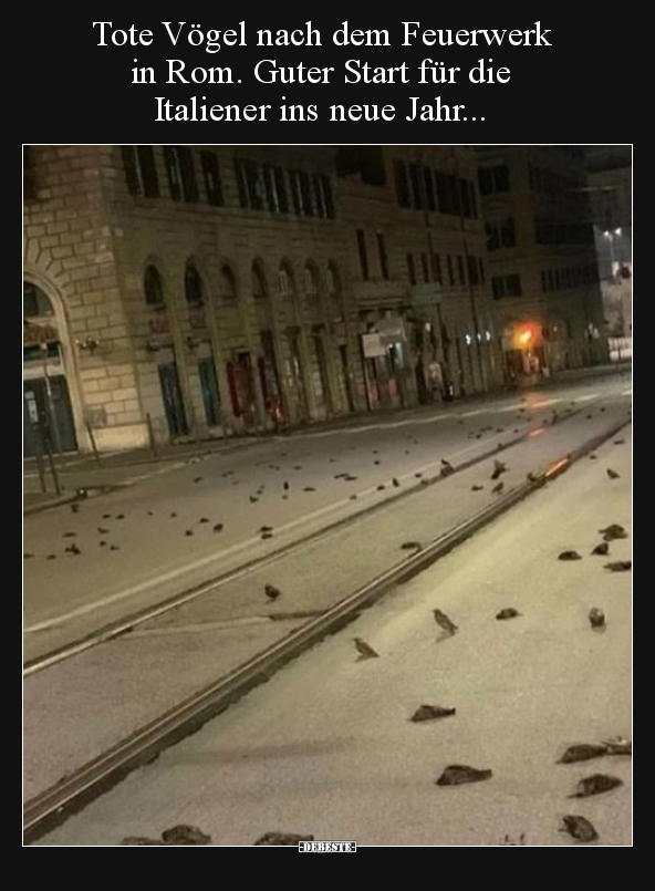 Tote Vögel nach dem Feuerwerk in Rom. Guter Start für die.. - Lustige Bilder | DEBESTE.de
