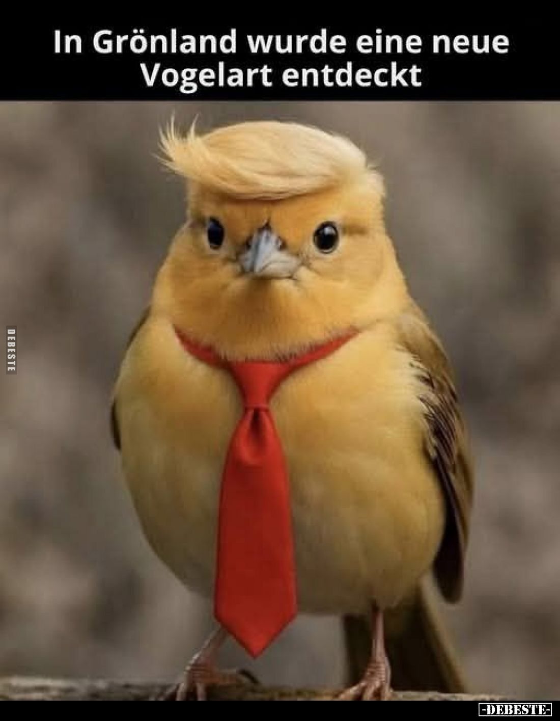 In Grönland wurde eine neue Vogelart entdeckt