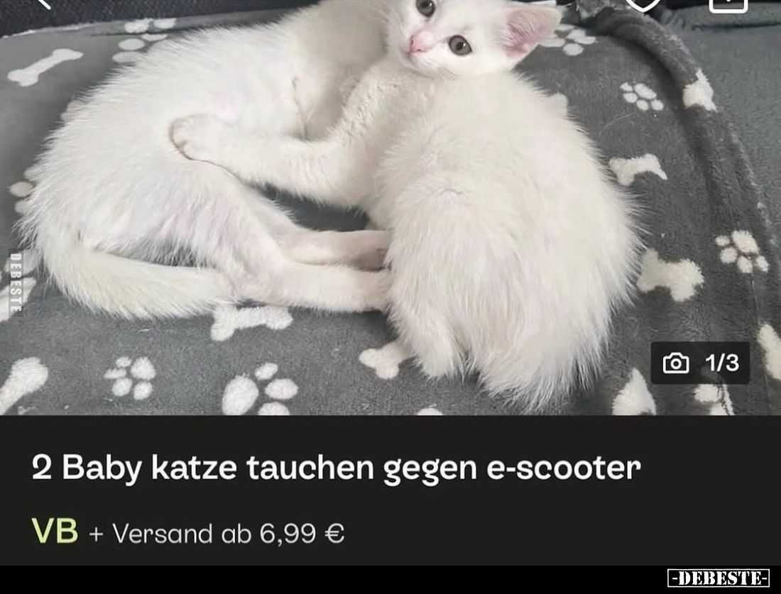 2 Baby Katze tauchen gegen E-Scooter.
