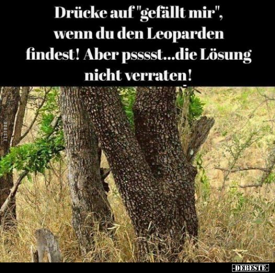 Drücke auf "gefällt mir", wenn du den Leoparden findest!.. - Lustige Bilder | DEBESTE.de
