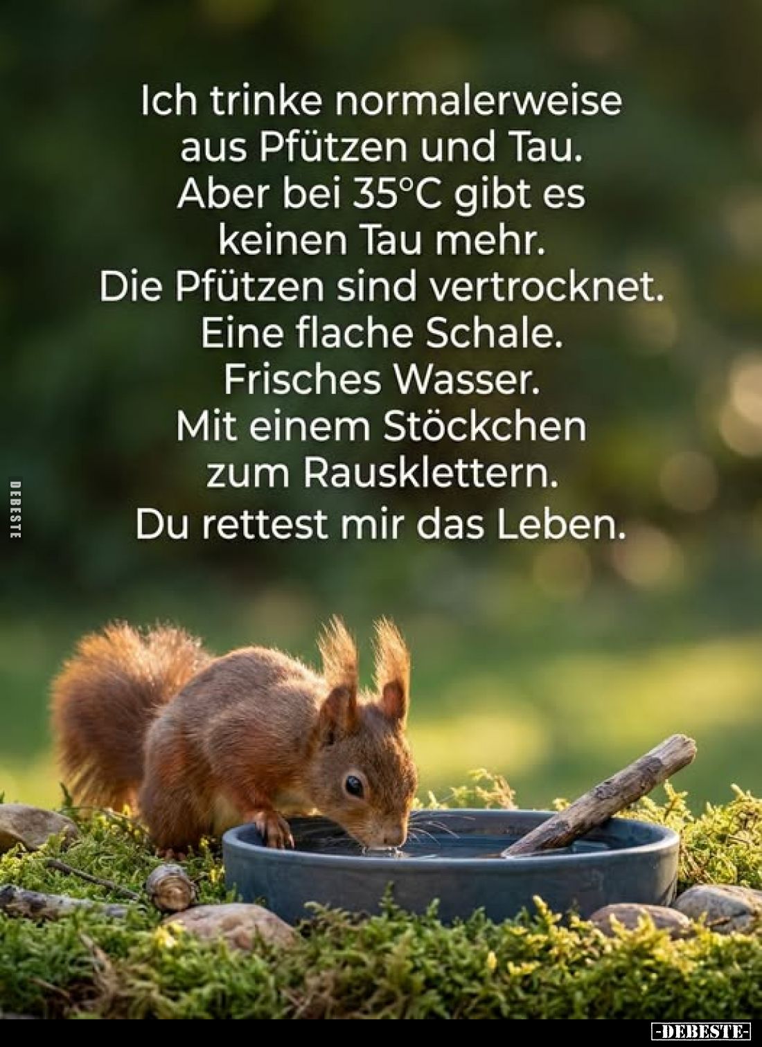 Ich trinke normalerweise aus Pfützen und Tau. Aber bei 35°C gibt es keinen Tau mehr. Die Pfützen sind vertrocknet. Eine flach...