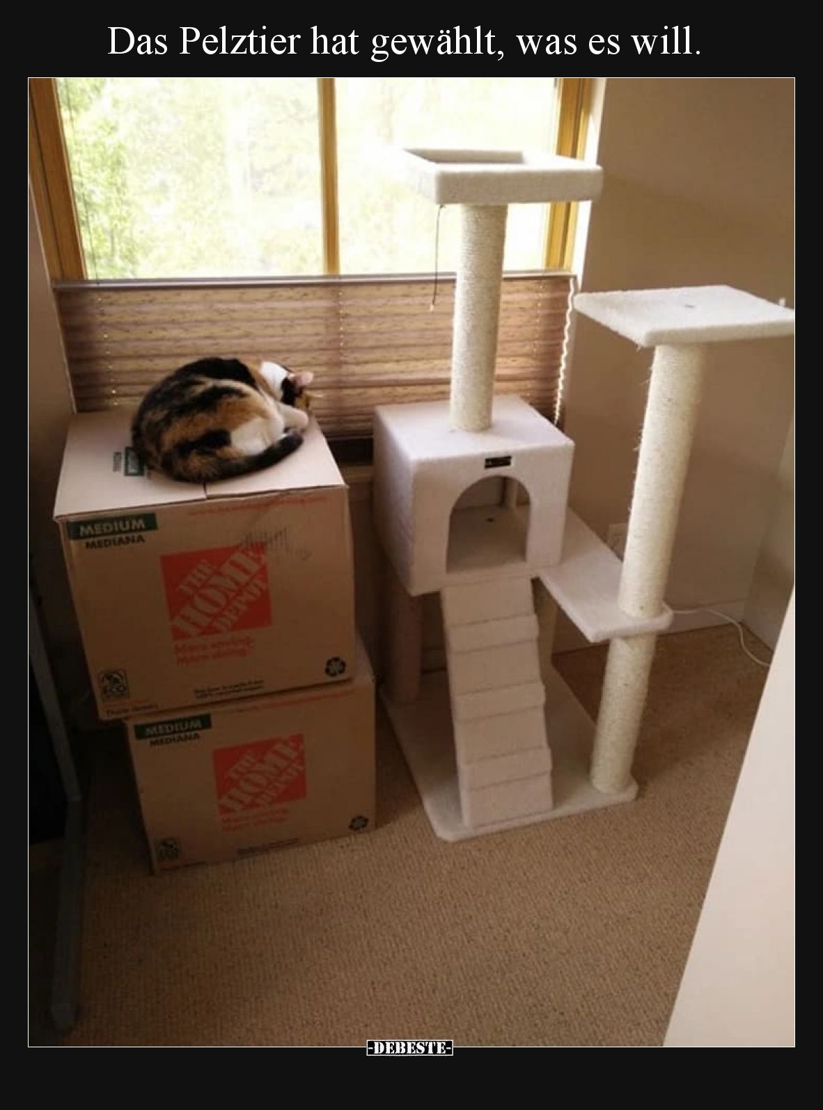 Das Pelztier hat gewählt, was es will.