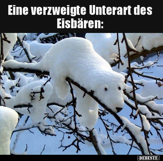 Eine verzweigte Unterart des Eisbären.. - Lustige Bilder | DEBESTE.de