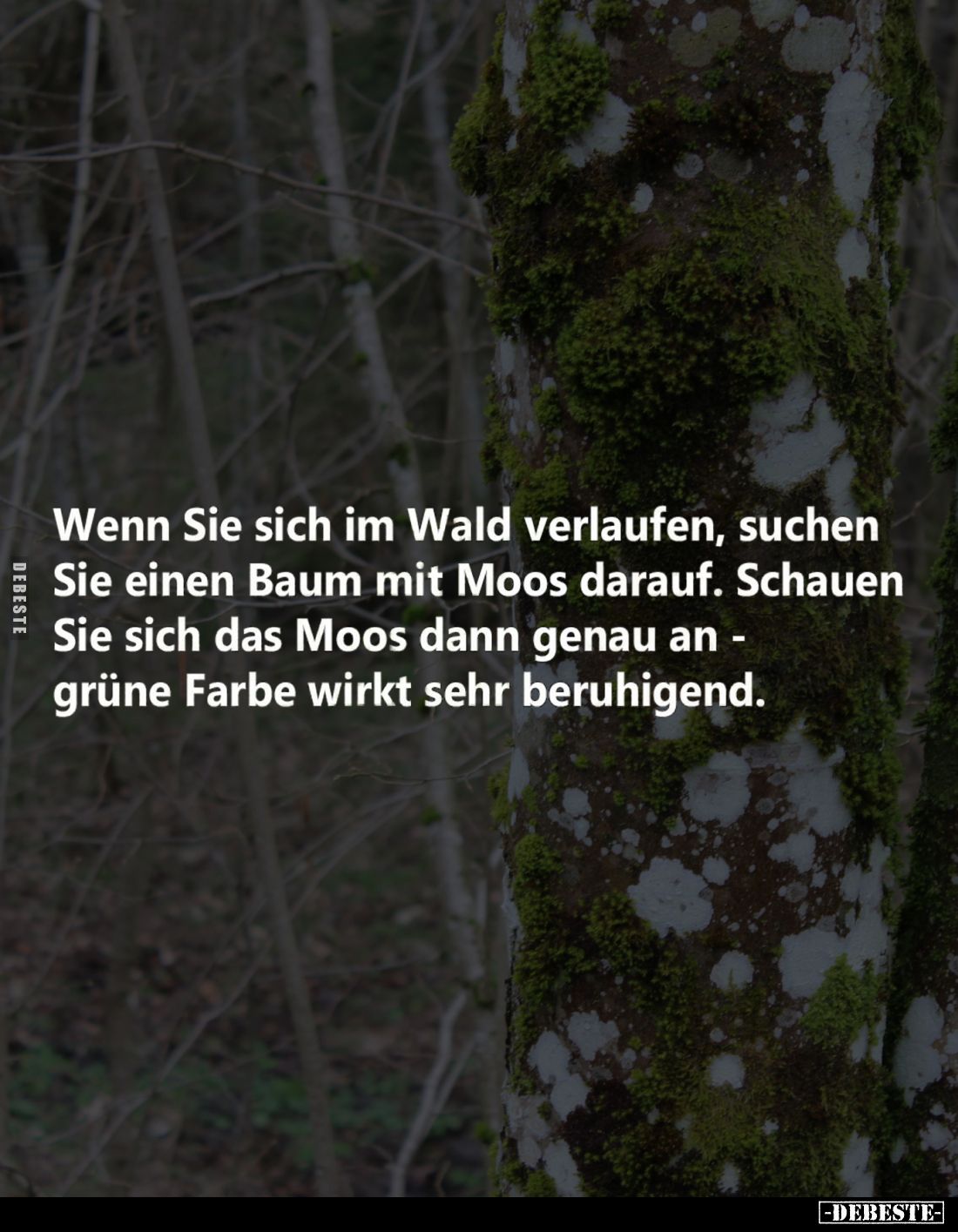 Wenn Sie sich im Wald verlaufen, suchen Sie einen Baum mit Moos darauf. Schauen Sie sich das Moos dann genau an - grüne Farbe...