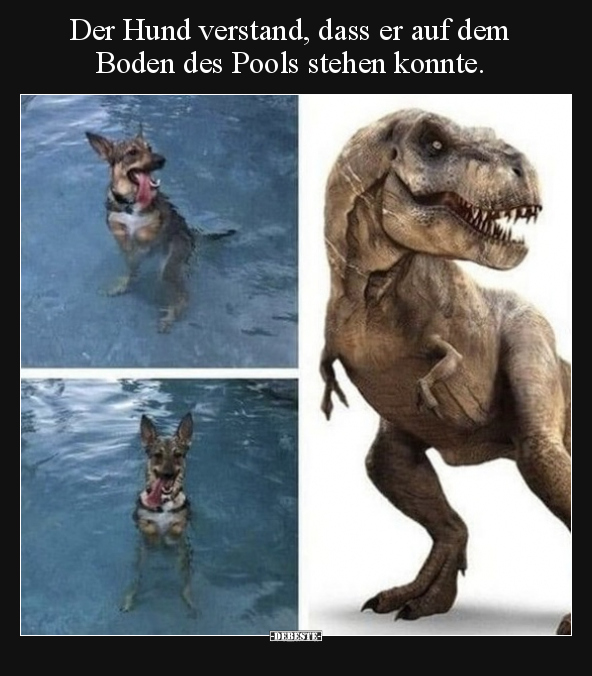 Der Hund verstand, dass er auf dem Boden des Pools stehen.. - Lustige Bilder | DEBESTE.de