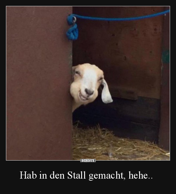Hab in den Stall gemacht, hehe..