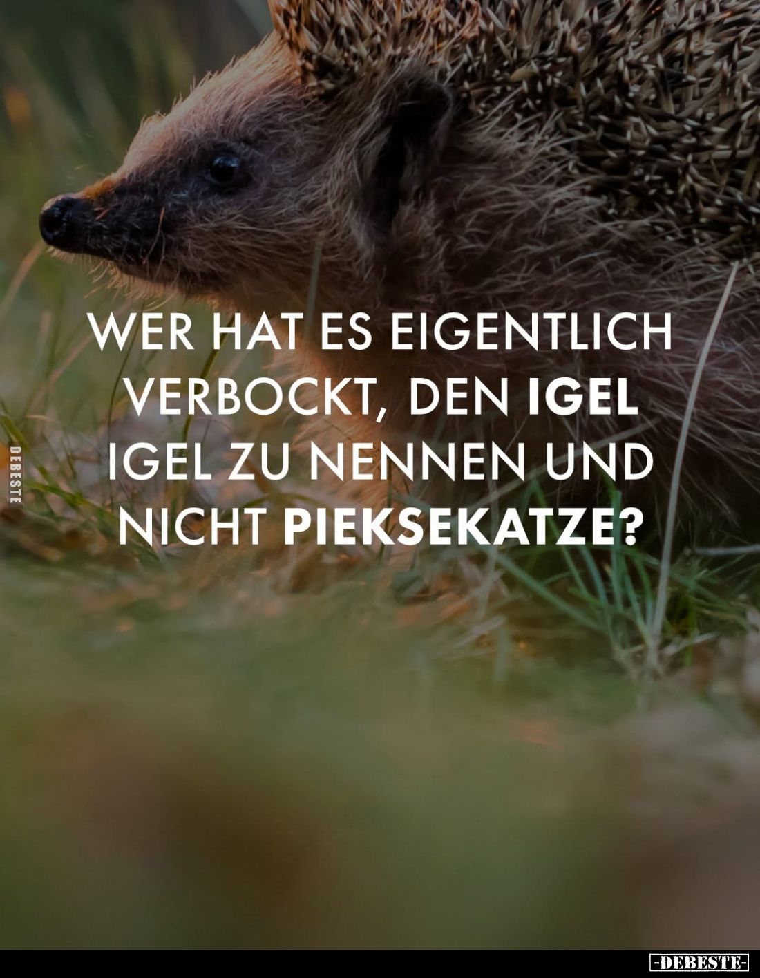 Wer hat es eigentlich verbockt, den Igel Igel zu nennen und nicht Pieksekatze?