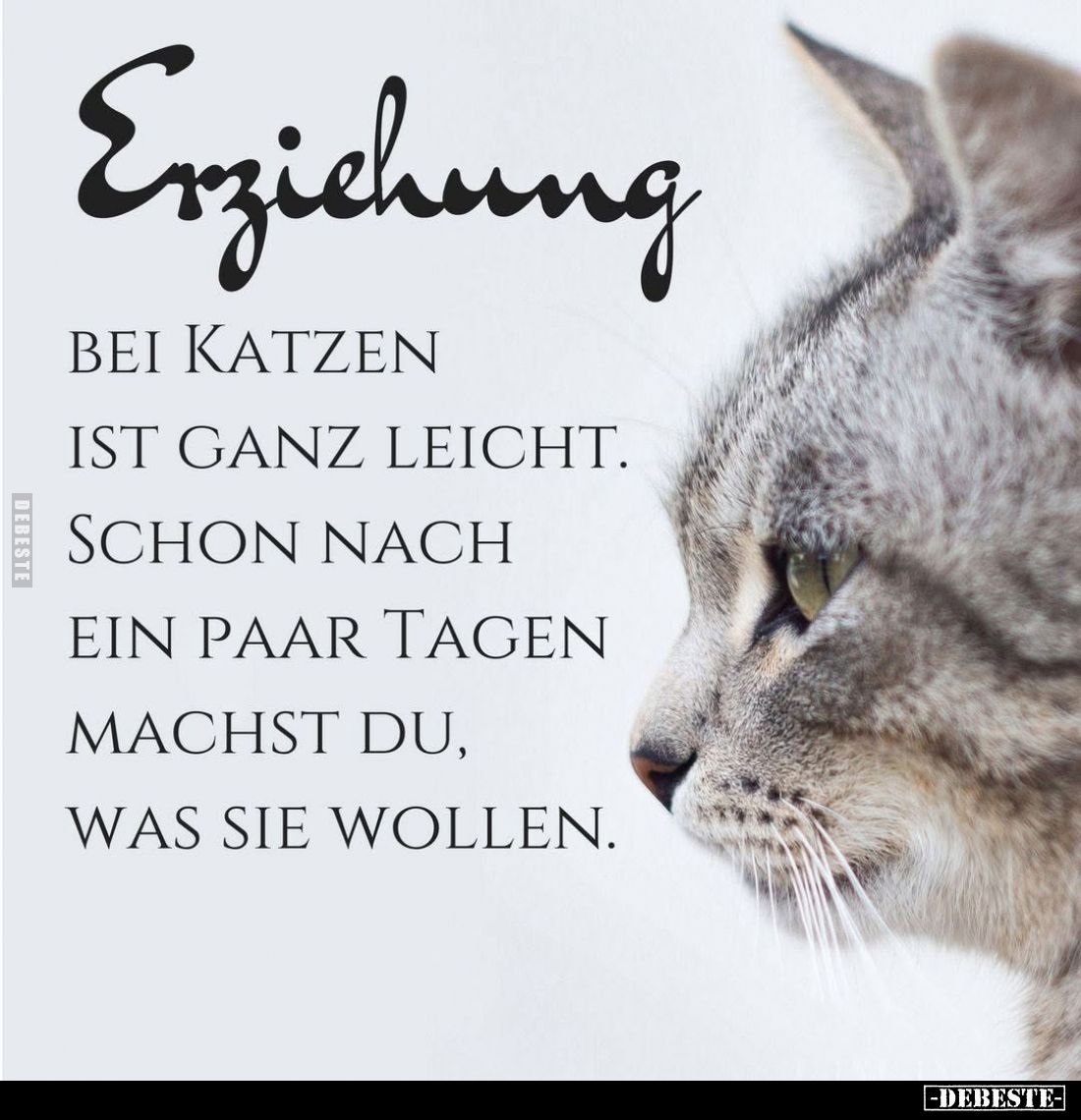 Erziehung
bei Katzen ist ganz leicht.
Schon nach ein paar Tagen machst du, was sie wollen.