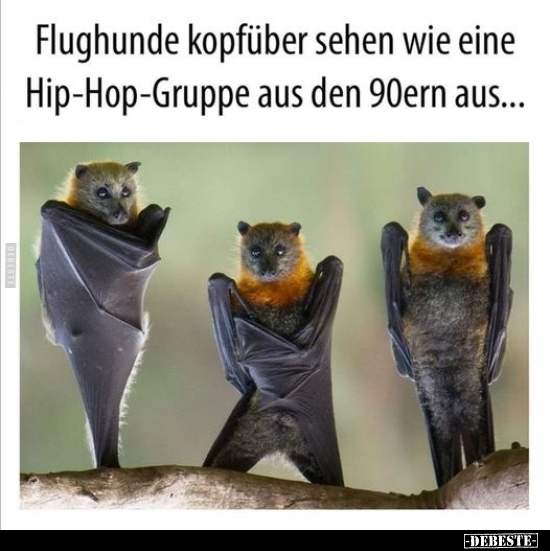 Flughunde kopfüber sehen wie eine Hip-Hop-Gruppe aus den.. - Lustige Bilder | DEBESTE.de