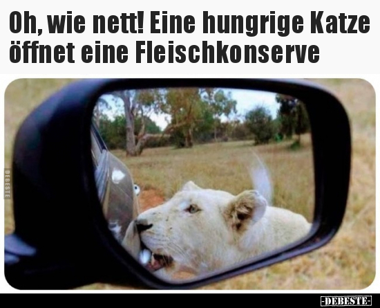 Oh, wie nett! Eine hungrige Katze öffnet eine.. - Lustige Bilder | DEBESTE.de