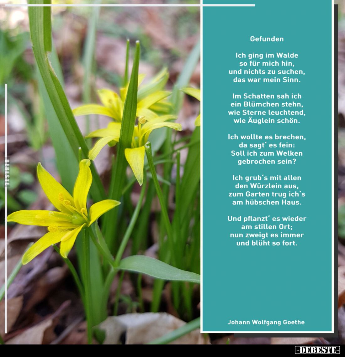 Gefunden:
Ich ging im Walde so für mich hin, und nichts zu suchen, das war mein Sinn.
Im Schatten sah ich ein Blümchen steh...