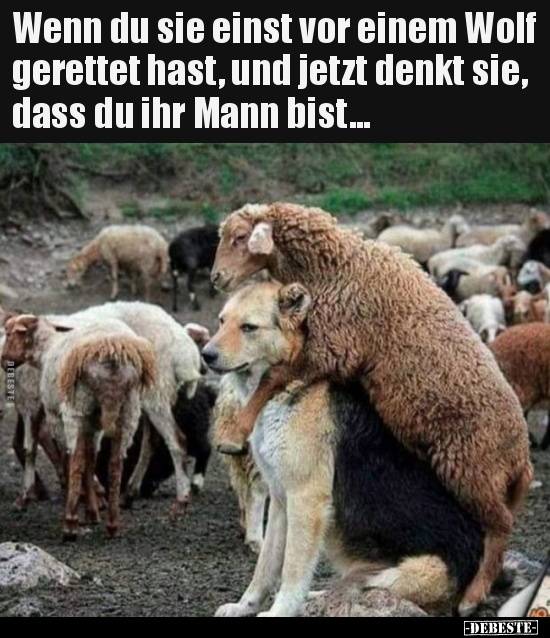 Wenn du sie einst vor einem Wolf gerettet hast, und jetzt.. - Lustige Bilder | DEBESTE.de