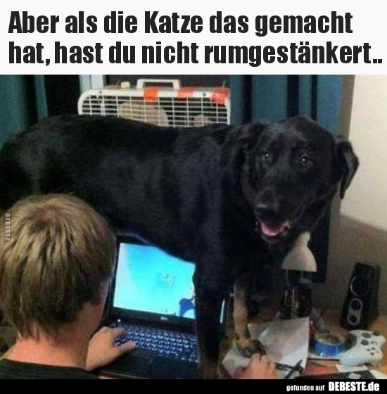 Aber als die Katze das gemacht hat, hast du nicht..