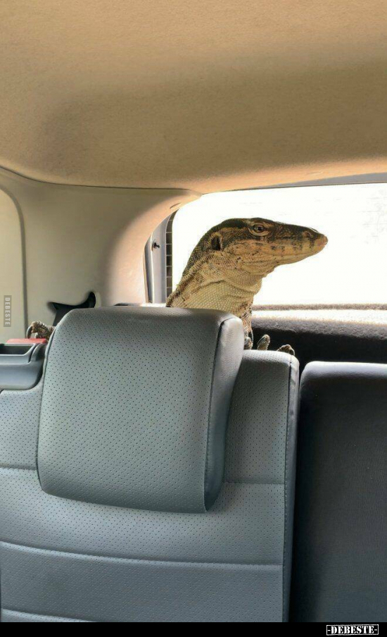  - Lustige Bilder | DEBESTE.de