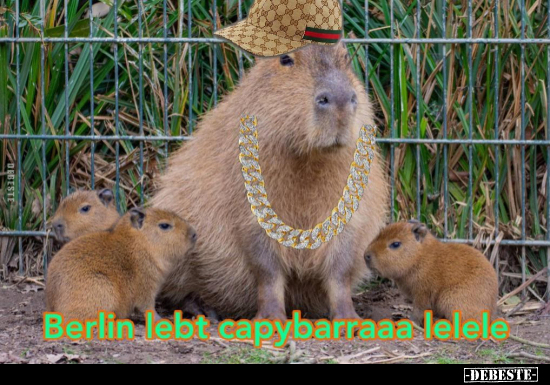 Berlin lebt capybarraaa lelele.