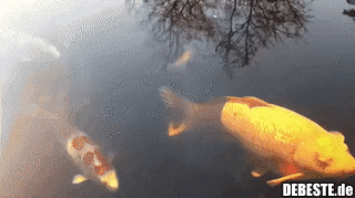  - Lustige Bilder | DEBESTE.de