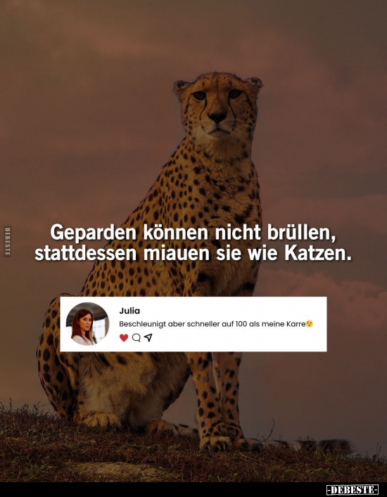 Geparden können nicht brüllen, stattdessen miauen sie wie.. - Lustige Bilder | DEBESTE.de