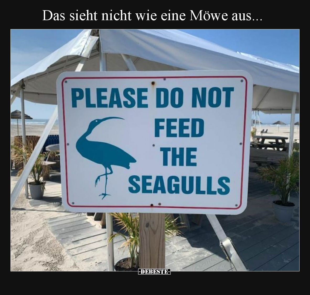 Das sieht nicht wie eine Möwe aus.