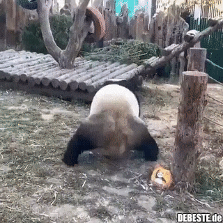 Jetzt weiß ich auch, warum Pandas vom Aussterben bedroht sind. - Lustige Bilder | DEBESTE.de