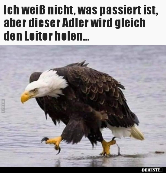 Ich weiß nicht, was passiert ist, aber dieser Adler wird.. - Lustige Bilder | DEBESTE.de