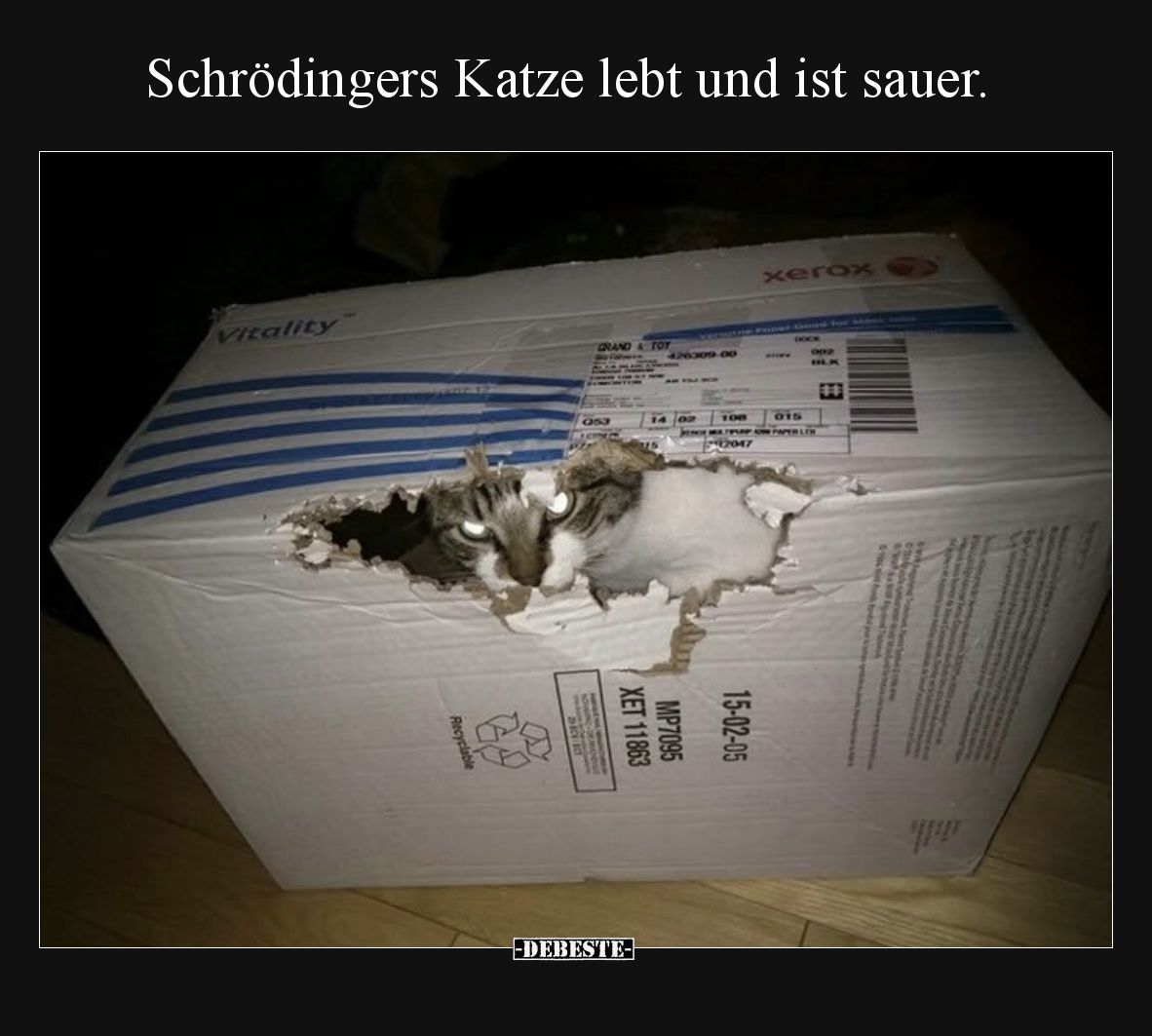 Schrödingers Katze lebt und ist sauer.