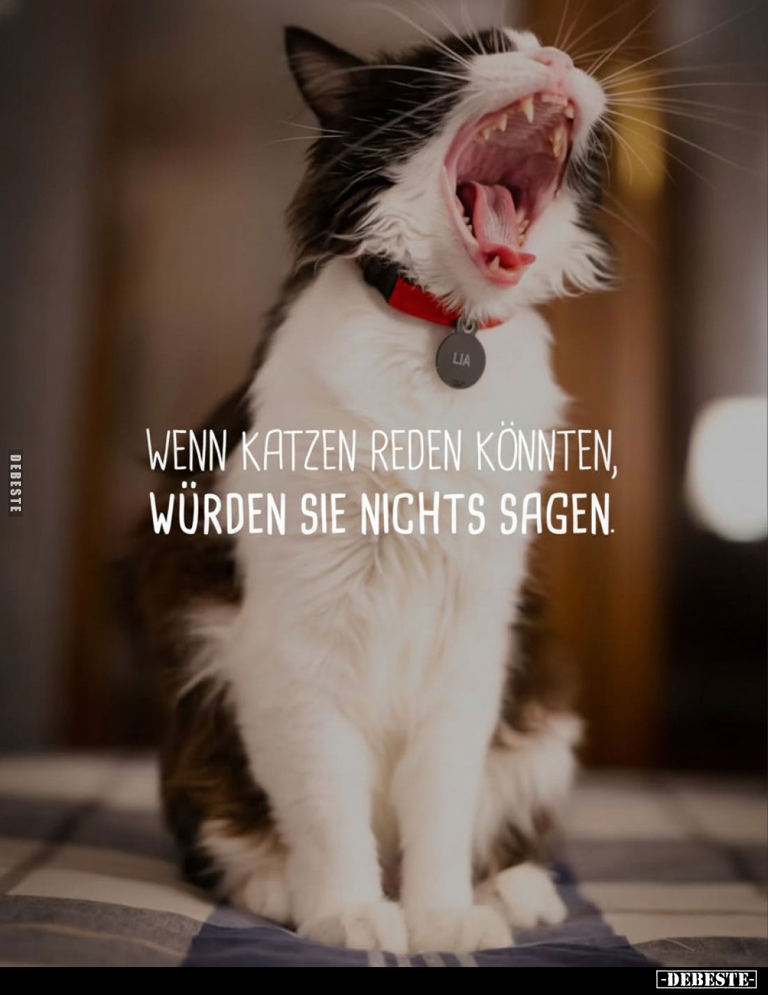 Wenn Katzen reden könnten, würden sie nichts sagen.