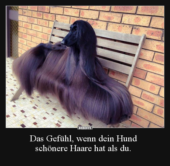 Das Gefühl, wenn dein Hund schönere Haare hat als du... - Lustige Bilder | DEBESTE.de