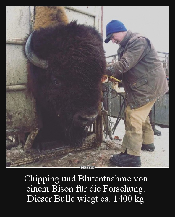 Chipping und Blutentnahme von einem Bison für die.. - Lustige Bilder | DEBESTE.de