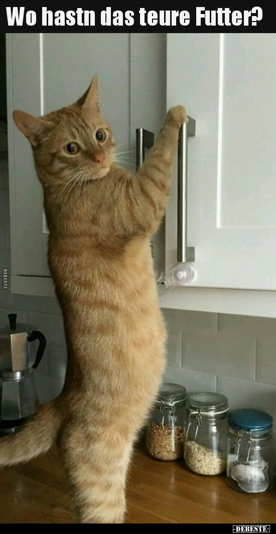 Wo hastn das teure Futter?..